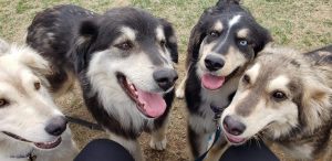 Flood dogs rescued by AHeinz57